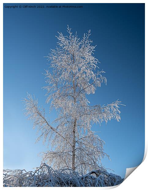 Silver birch with hoar frost Print by Cliff Kinch