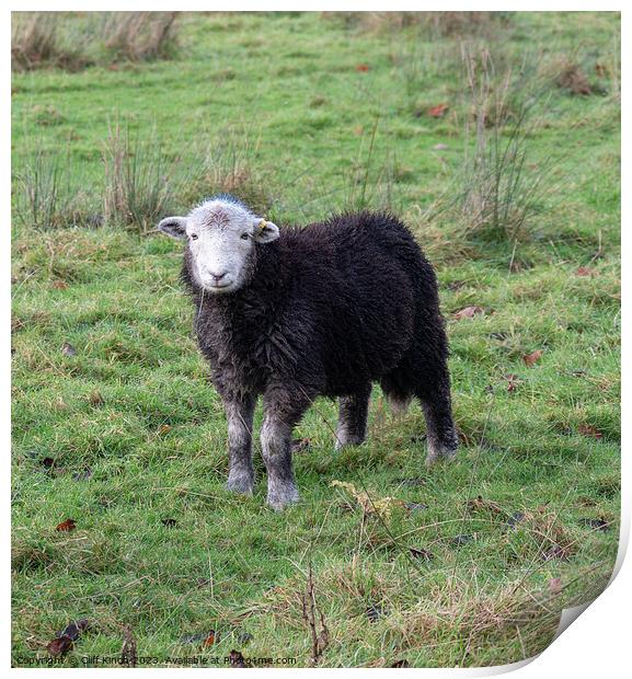 Curious Lakes Herdy Print by Cliff Kinch