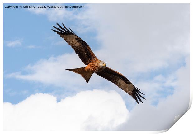 Red Kite in Flight Print by Cliff Kinch