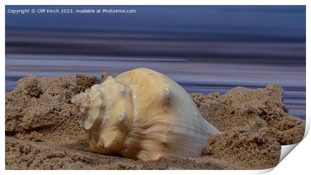 Shell on a beach Print by Cliff Kinch