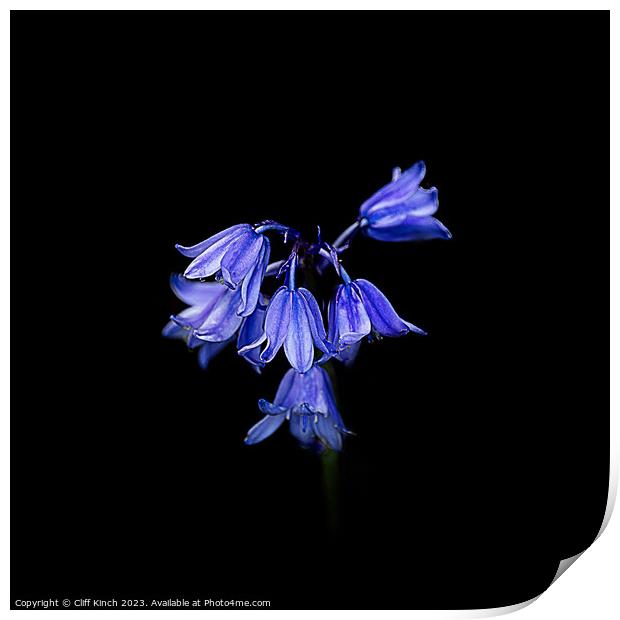 Enchanted Bluebell Forest Print by Cliff Kinch