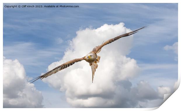 Red kite in flight Print by Cliff Kinch