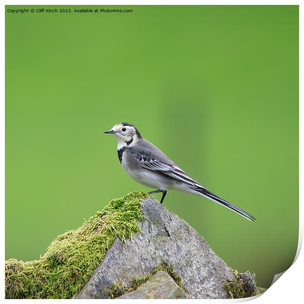 Pied Wagtail Print by Cliff Kinch