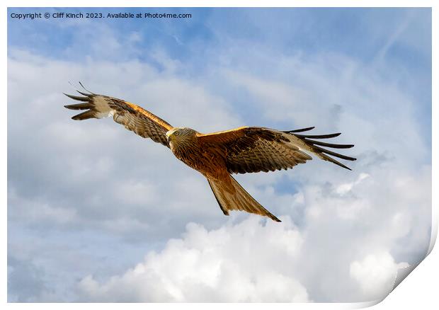 Red Kite in Flight Print by Cliff Kinch