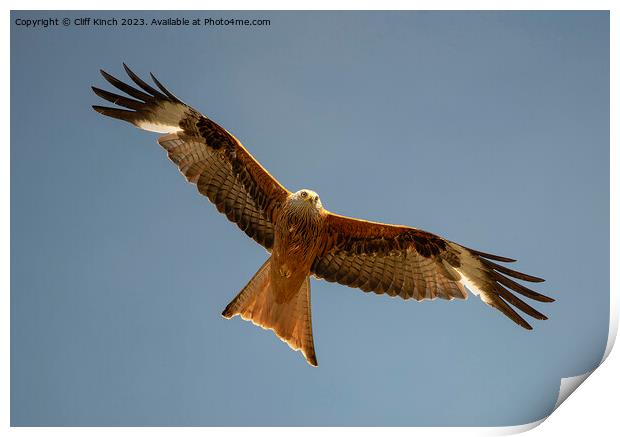 Red Kite in flight Print by Cliff Kinch