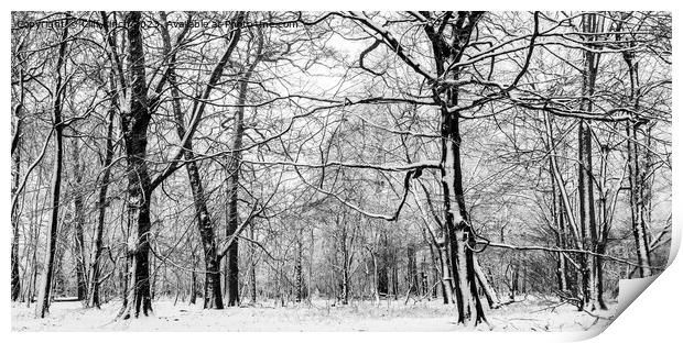 Snow slapped trees in black and white Print by Cliff Kinch