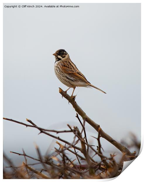 Reed Bunting Print by Cliff Kinch