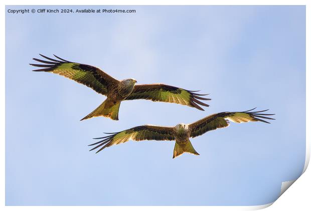 Pair of red kites in flight Print by Cliff Kinch