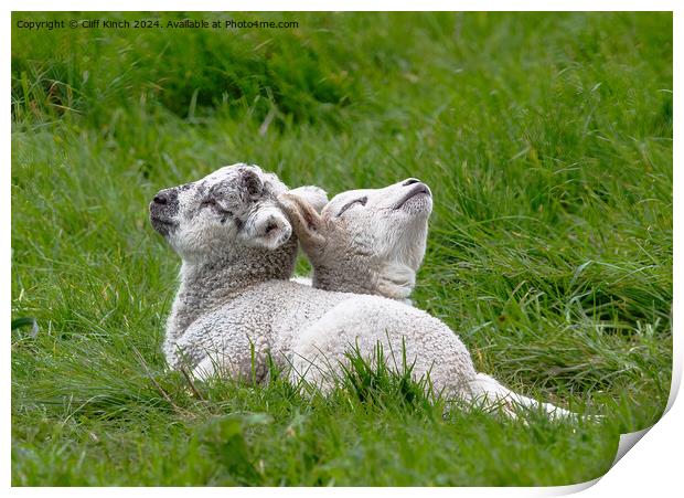 Spring lambs Print by Cliff Kinch