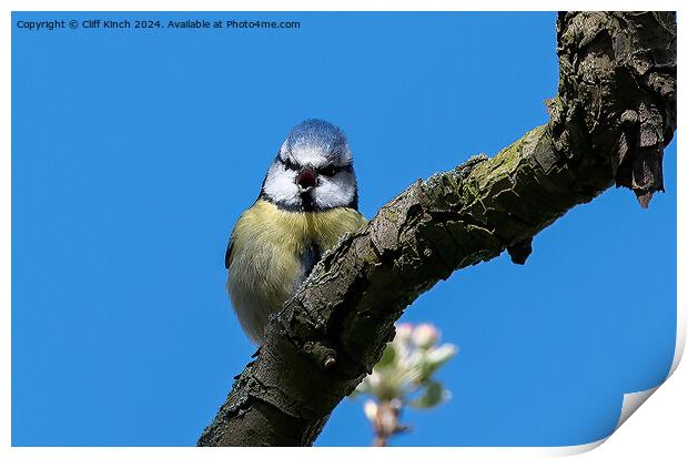 Blue tit Print by Cliff Kinch