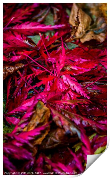 Red Autumn Leaves Print by Cliff Kinch