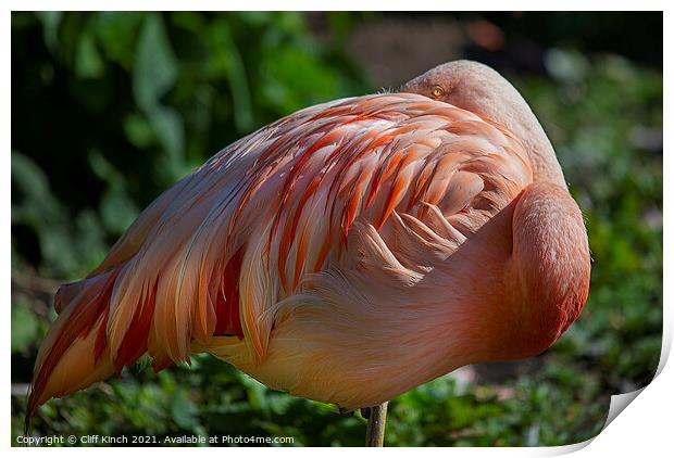 Flamingo Print by Cliff Kinch