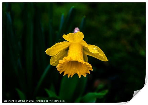 Daffodil Print by Cliff Kinch