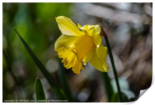 Bright yellow daffodil Print by Cliff Kinch