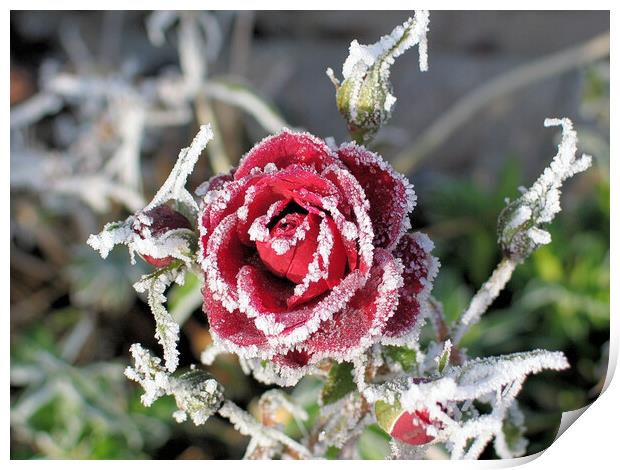 Winter Rose Print by Mervyn Tyndall