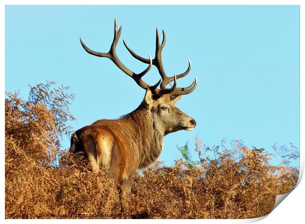 A Stag red Deer on the look out Print by Liann Whorwood