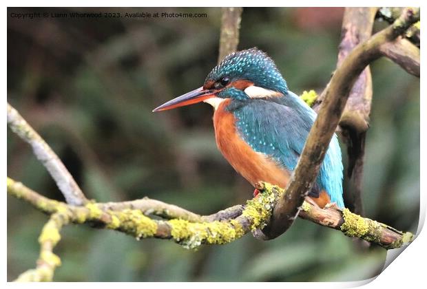 Beautiful female Kingfisher  Print by Liann Whorwood