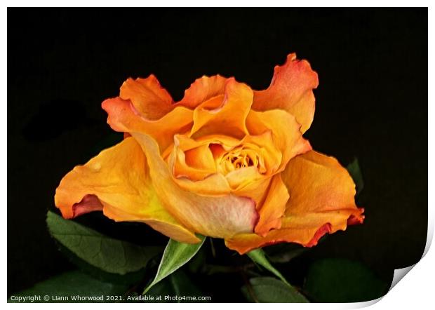 Orange Rose Print by Liann Whorwood