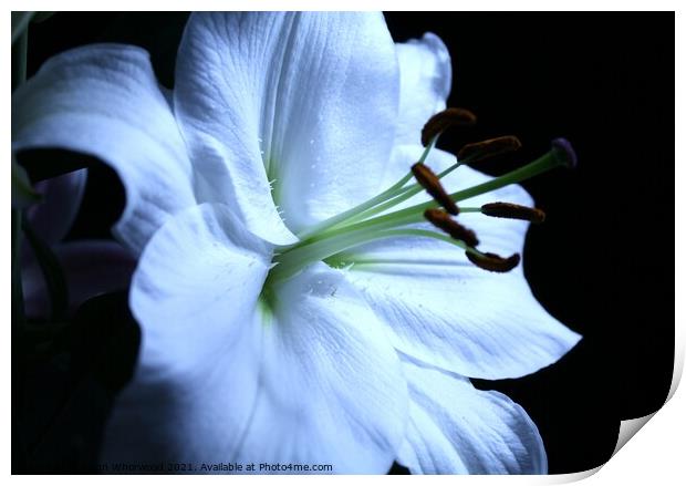 White stargazer Lily Print by Liann Whorwood