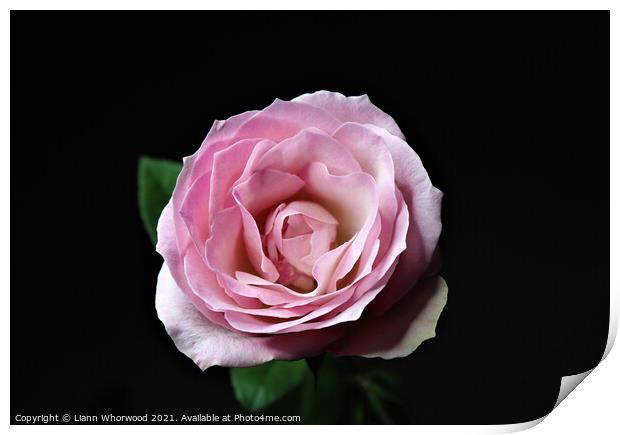 Pink Rose flower black background  Print by Liann Whorwood