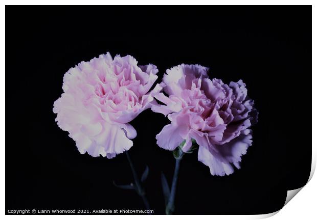 Pink Carnations Print by Liann Whorwood