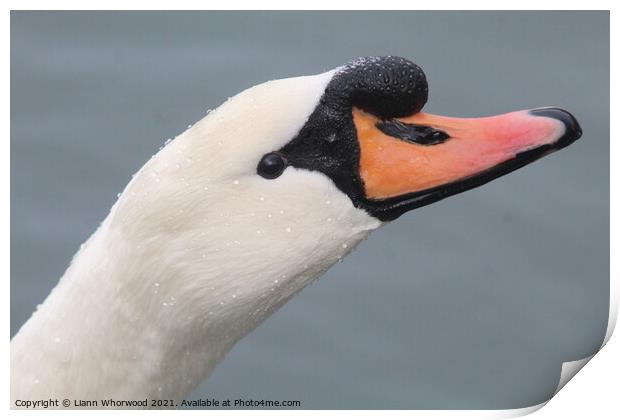 Close up of a Swans head Print by Liann Whorwood