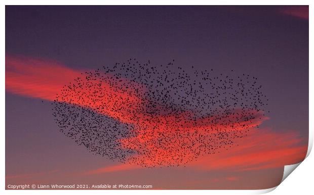 Sunset Murmuration of Starlings  Print by Liann Whorwood