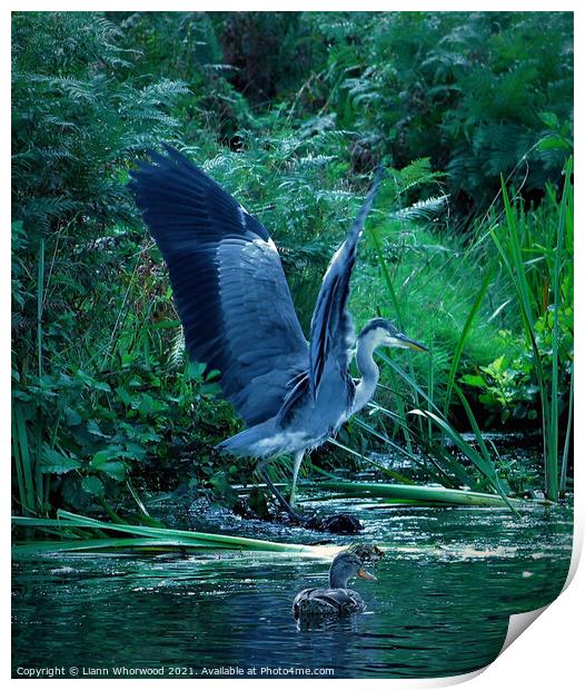 Heron landing in water  Print by Liann Whorwood