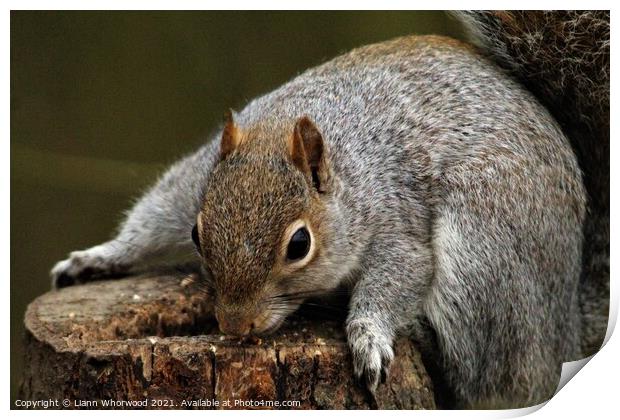 A squirrel feeding on a log Print by Liann Whorwood