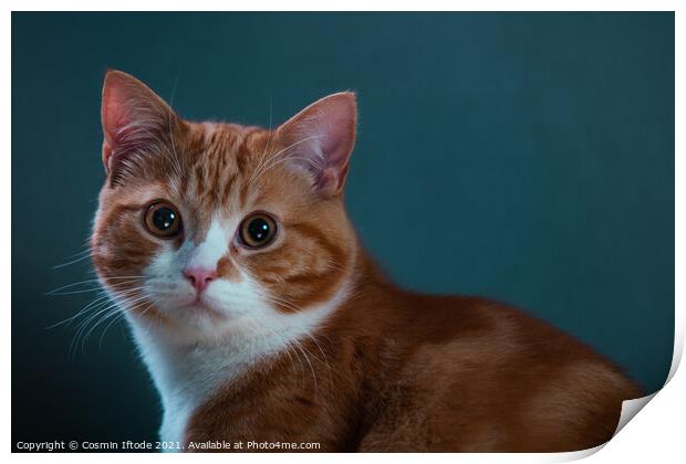 Beautiful Ginger Cat with a Cosy Blue Background Print by Cosmin Iftode