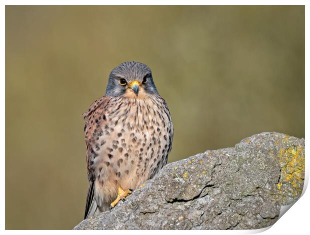 Kestrel perched on top of a rock Print by Vicky Outen