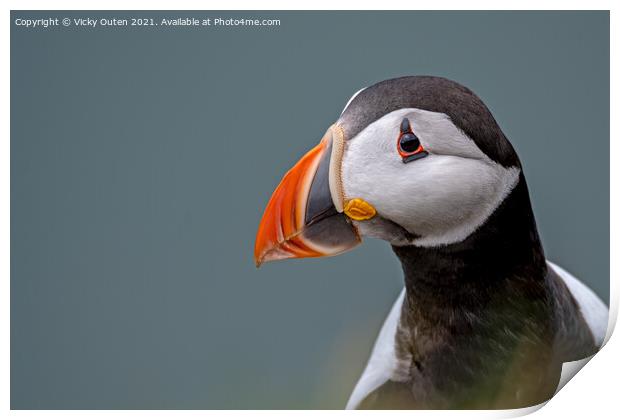 Puffin portrait Print by Vicky Outen