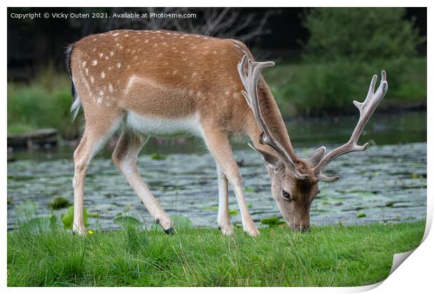 A fallow deer walking in the grass Print by Vicky Outen