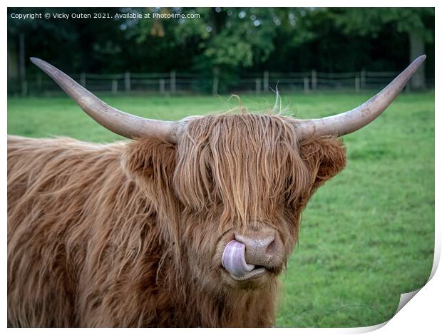 A cheeky highland cow standing on top of a grass c Print by Vicky Outen