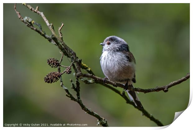 Long tailed tit perched on a tree branch Print by Vicky Outen