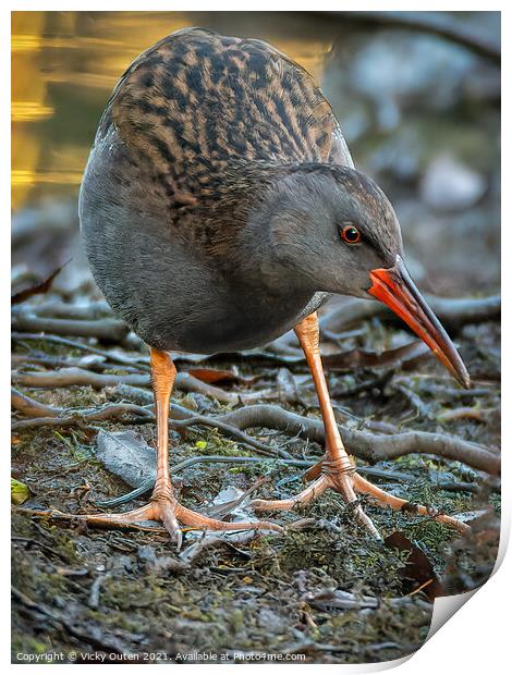 Water rail  Print by Vicky Outen