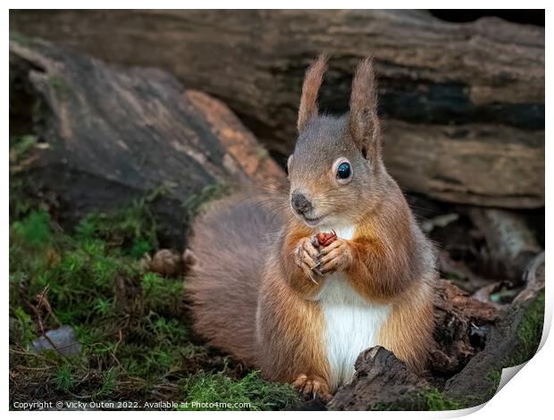 A red squirrel sitting eating a nut in the logs Print by Vicky Outen