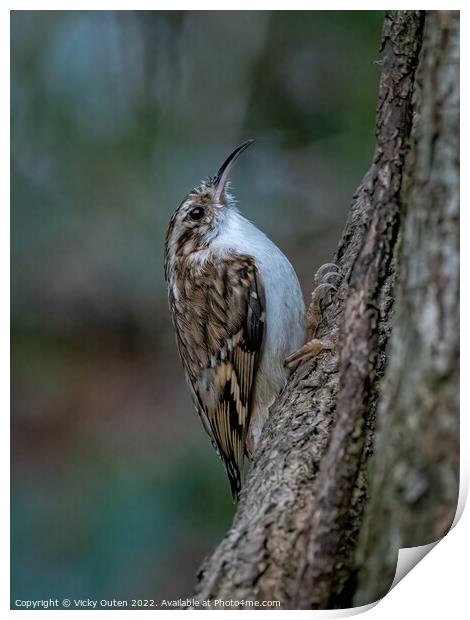 A treecreeper perched on a tree branch Print by Vicky Outen