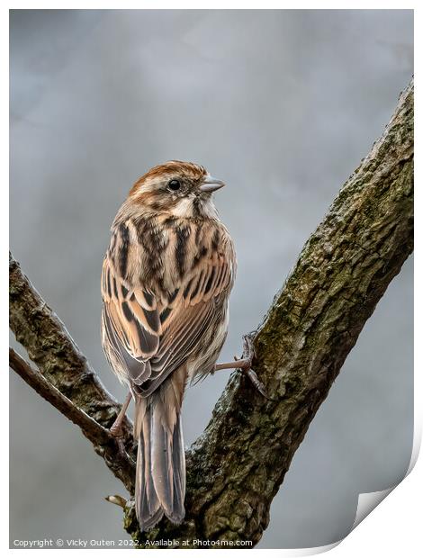 A female reed bunting perched on a tree branch Print by Vicky Outen
