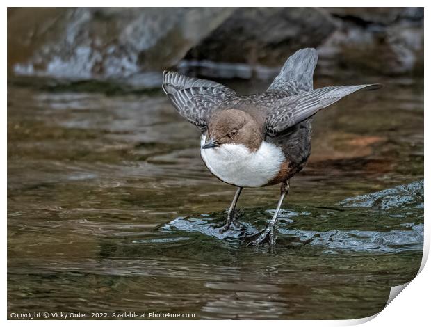 A dipper standing next to a body of water Print by Vicky Outen