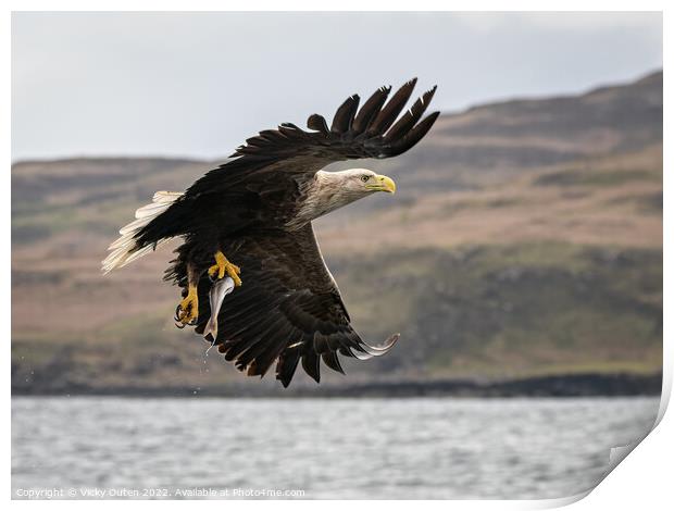 A white-tailed sea eagle with a catch flying over a body of water Print by Vicky Outen
