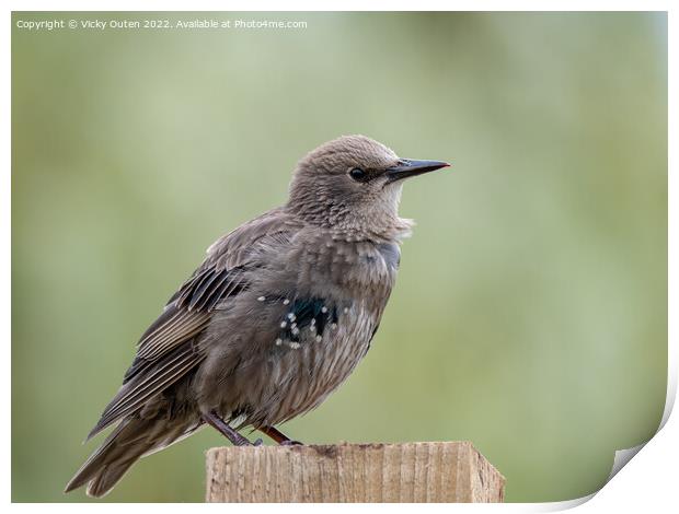 A juvenile starling perched on top of a wooden post Print by Vicky Outen