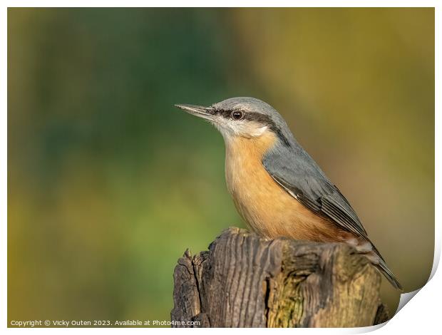 A nuthatch perched on a post Print by Vicky Outen