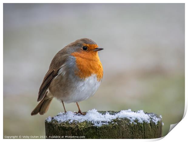 A robin perched on top of a snowy wooden post Print by Vicky Outen