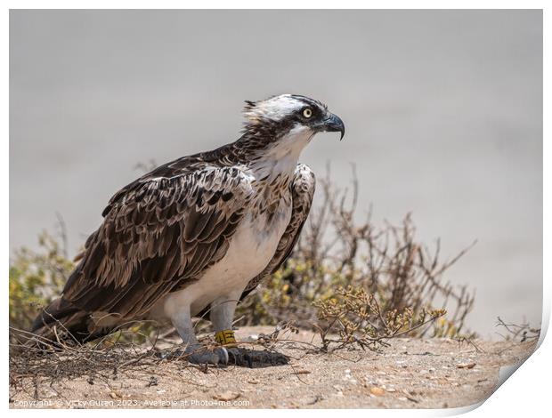 A Osprey standing on the sand, Cape Verde Print by Vicky Outen