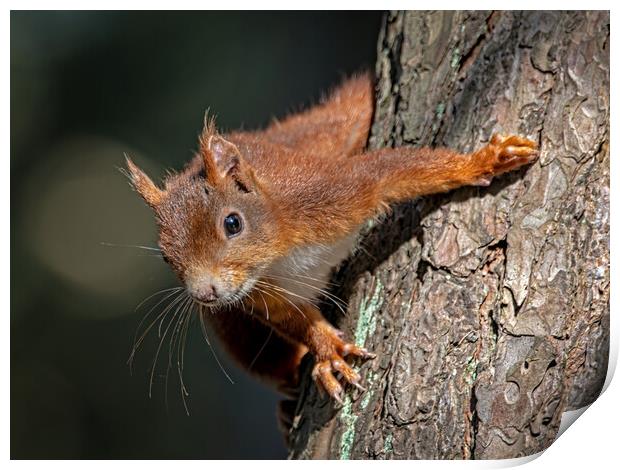 Curious red squirrel Print by Vicky Outen