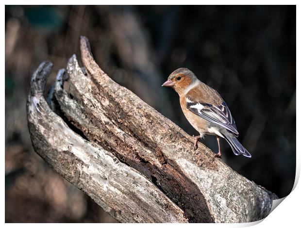 Male chaffinch on a log  Print by Vicky Outen