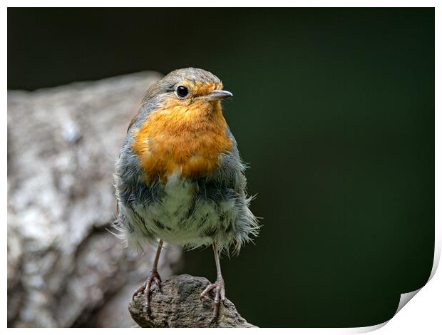 European robin Print by Vicky Outen