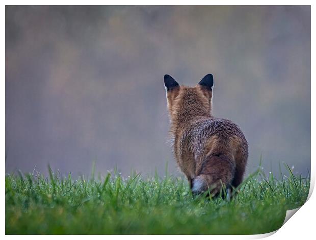 Red fox looking into the mist Print by Vicky Outen