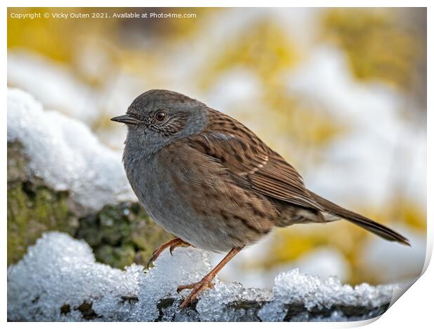 Dunnock standing in the snow Print by Vicky Outen